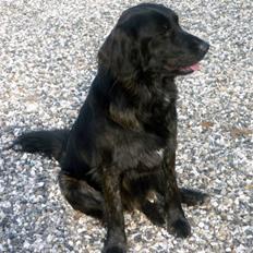 Blanding af racer Cervina Sif *EFTERLYSES*