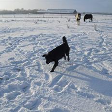 Blanding af racer Cervina Sif *EFTERLYSES*