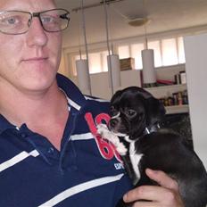 Blanding af racer Coco (mops-D/S gårdhund)