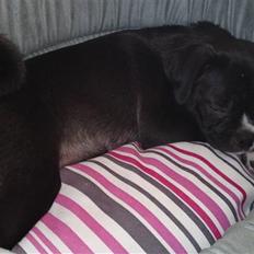 Blanding af racer Coco (mops-D/S gårdhund)