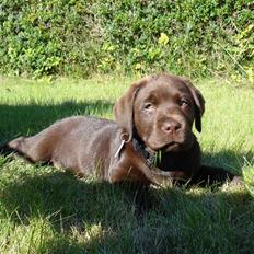 Labrador retriever Mikker
