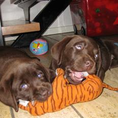 Labrador retriever Mikker