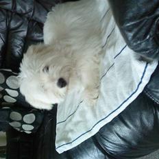 Coton de tulear selma