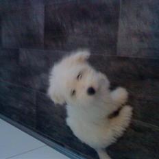 Coton de tulear selma