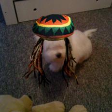 Coton de tulear selma