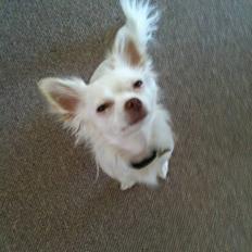 Chihuahua .•:*¨¨*:•Chapper•:*¨¨*:•
