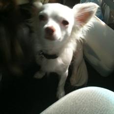 Chihuahua .•:*¨¨*:•Chapper•:*¨¨*:•