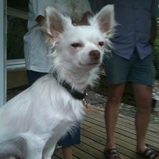 Chihuahua .•:*¨¨*:•Chapper•:*¨¨*:•