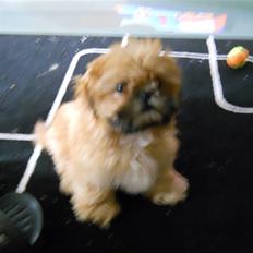 Shih tzu Junior