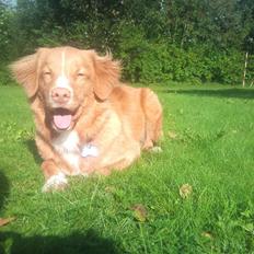 Nova scotia duck tolling retriever Hektor (solgt) 