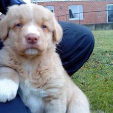Nova scotia duck tolling retriever Hektor (solgt) 
