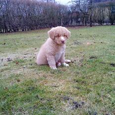 Nova scotia duck tolling retriever Hektor (solgt) 