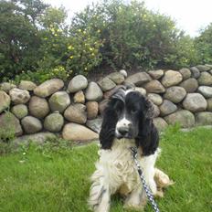 Cocker spaniel Oskar