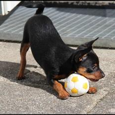 Blanding af racer Victor Zumbusch