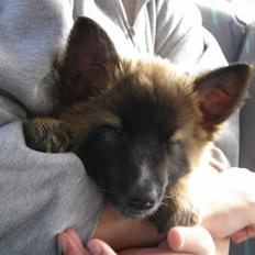 Belgisk hyrdehund Rico