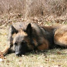 Belgisk hyrdehund dina