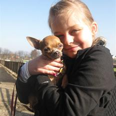 Chihuahua Reika Vom Haus Buve