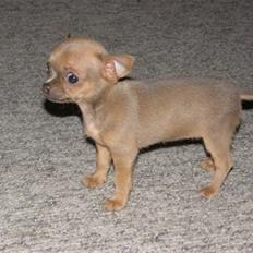 Chihuahua Reika Vom Haus Buve