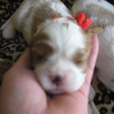 Cavalier king charles spaniel Malekit's Nikita