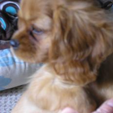 Cavalier king charles spaniel Malekit's Nuggi