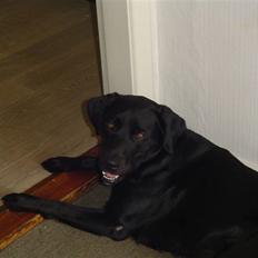 Labrador retriever Bjørn