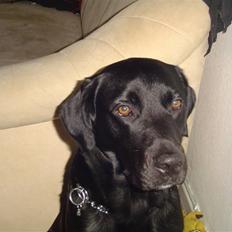 Labrador retriever Bjørn