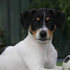 Dansk svensk gaardhund Bella