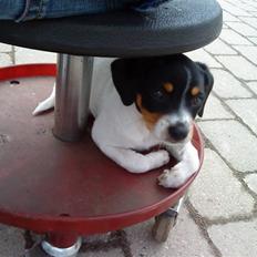 Dansk svensk gaardhund Bella