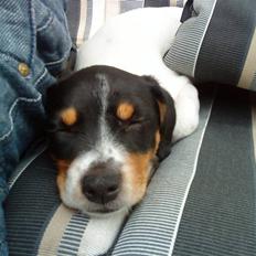 Dansk svensk gaardhund Bella