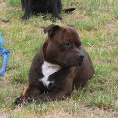 Staffordshire bull terrier Luke