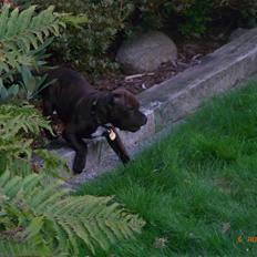 Staffordshire bull terrier Luke