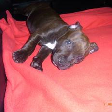 Staffordshire bull terrier Luke