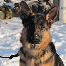 Schæferhund Kiamis Fahra (Mor´s hund)