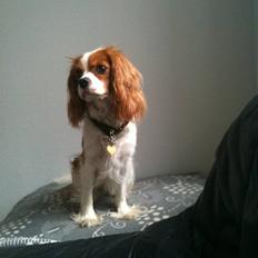 Cavalier king charles spaniel Agersbøls Liva
