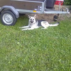 Schæferhund Laika R.I.B