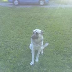 Schæferhund Laika R.I.B