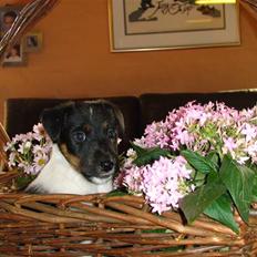 Glathåret foxterrier "Je-ma Spot I love  Porgy