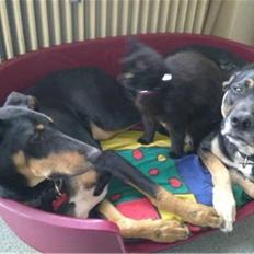 Blanding af racer Møffe