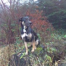 Blanding af racer Møffe