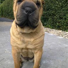 Shar pei Rynke