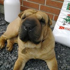 Shar pei Rynke