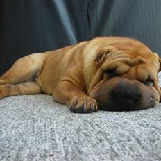 Shar pei Rynke