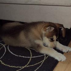 Alaskan malamute Theis