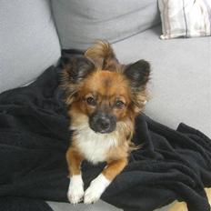 Blanding af racer Frida