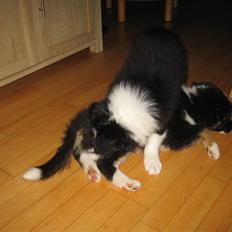 Border collie Satu (Hummelhund)