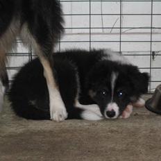 Border collie Satu (Hummelhund)