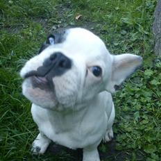 Fransk bulldog Balder