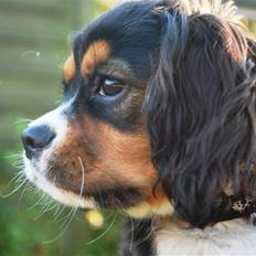 Cavalier king charles spaniel Noah
