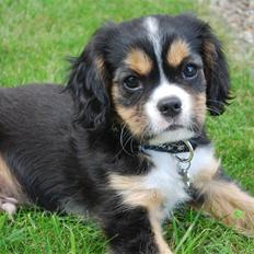 Cavalier king charles spaniel Noah