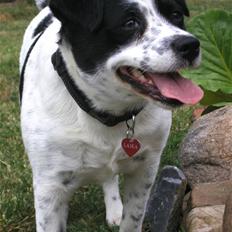 Blanding af racer Laika 